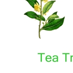 茶树油